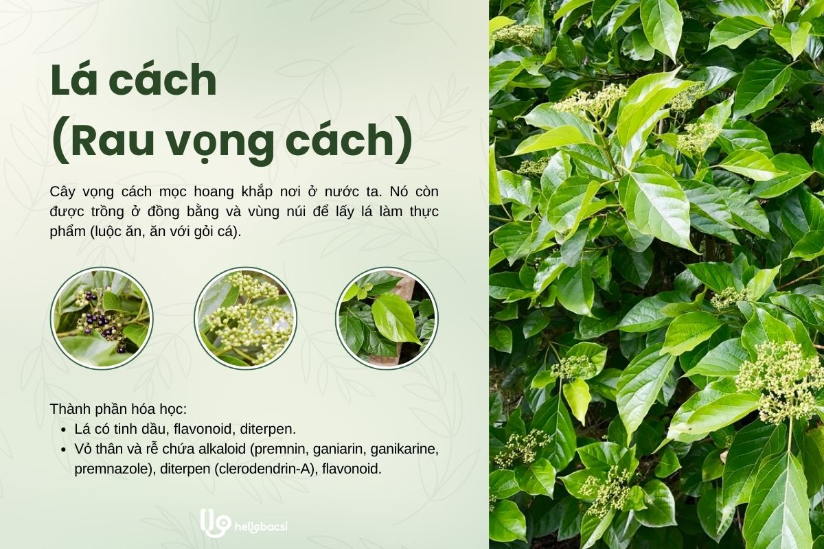 Lá cách (rau vọng cách): Vị thuốc bổ gan, trị bệnh tiêu hóa hiệu nghiệm