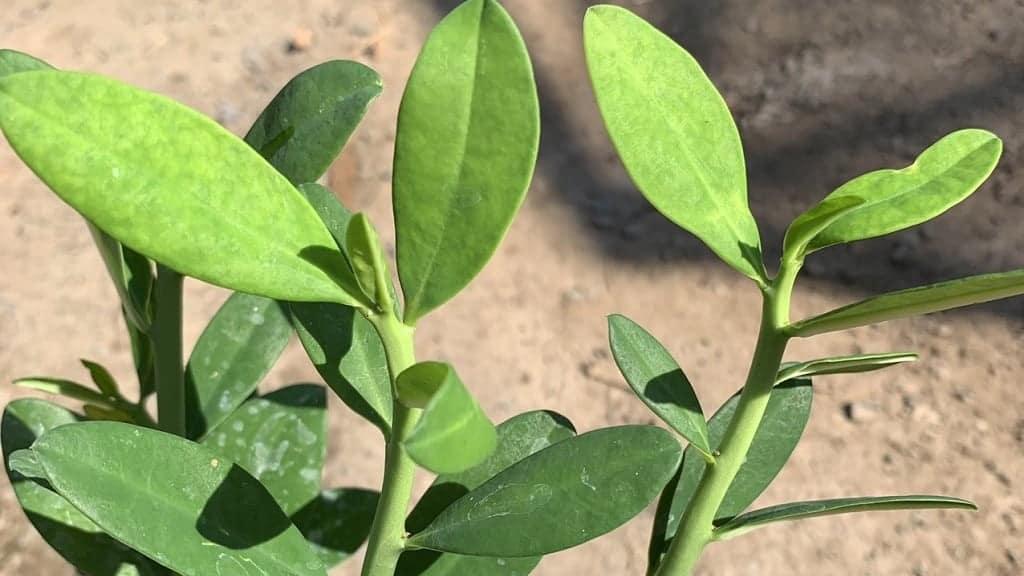 Cây thạch anh trị bệnh gì và có độc không?