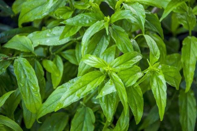 Cây xương khỉ trị bệnh gì, tác dụng, tác dụng phụ và cách uống