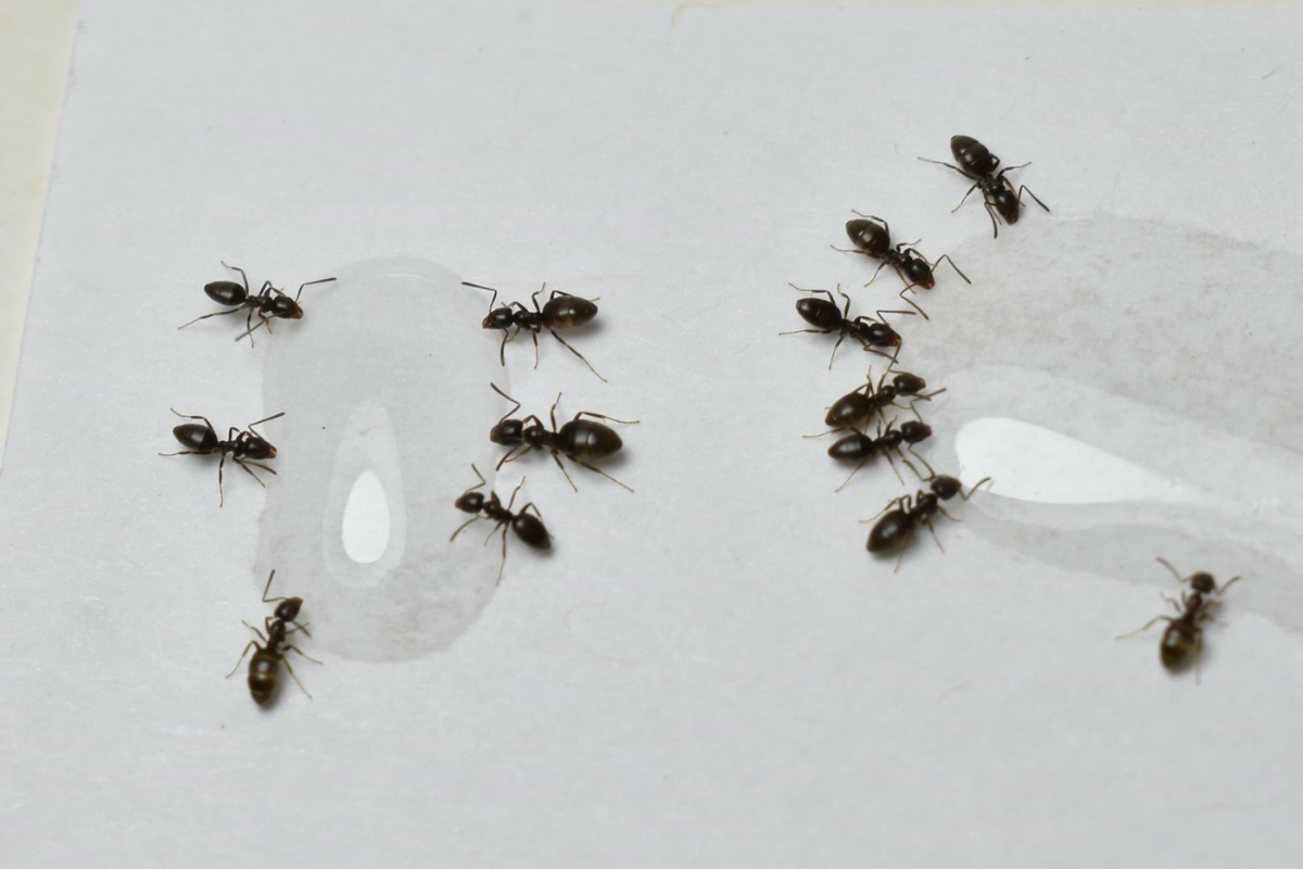 Tinh trùng bị kiến bu có sao không? Tại sao tinh trùng bị kiến bâu quanh?