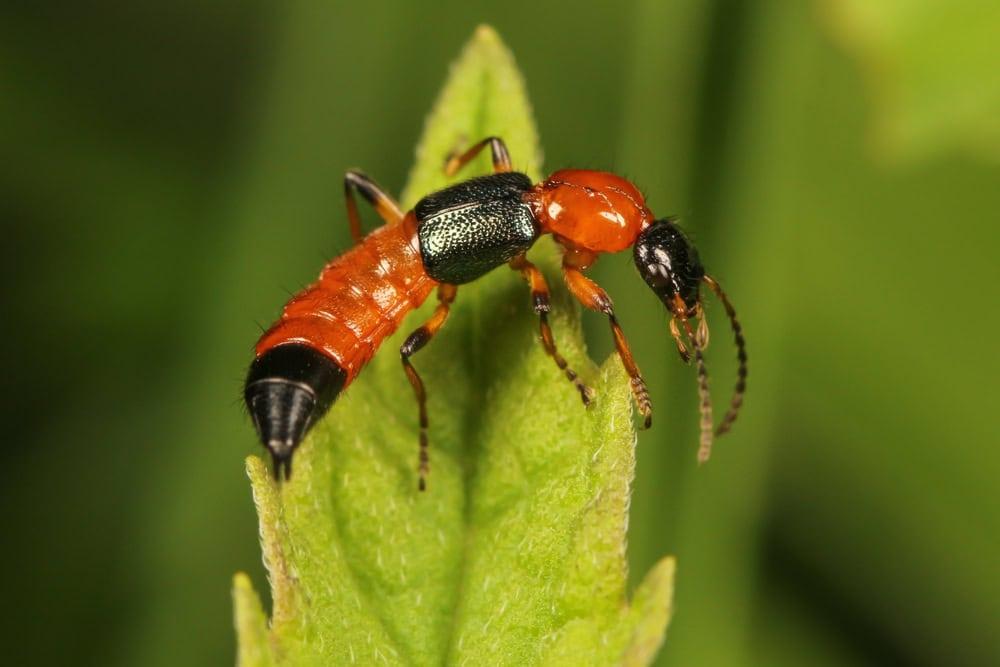 Cách xử lý khi trẻ bị kiến ba khoang đốt và những lưu ý cần nhớ