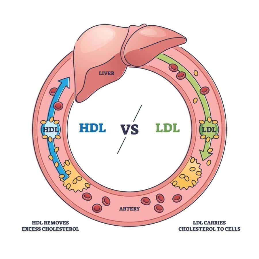 Tại sao HDL được cho là cholesterol tốt? 