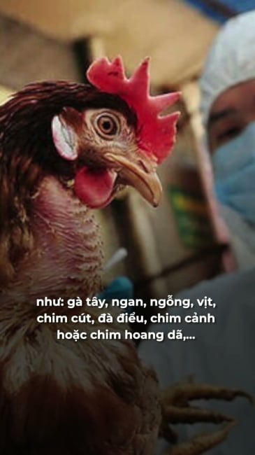 Cúm A H5N1 lây truyền bằng cách nào?