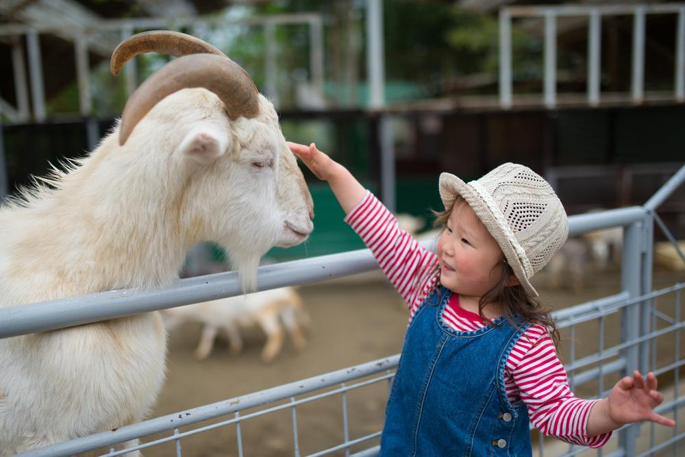 Dạy bé nhận biết các con vật để phát triển tư duy