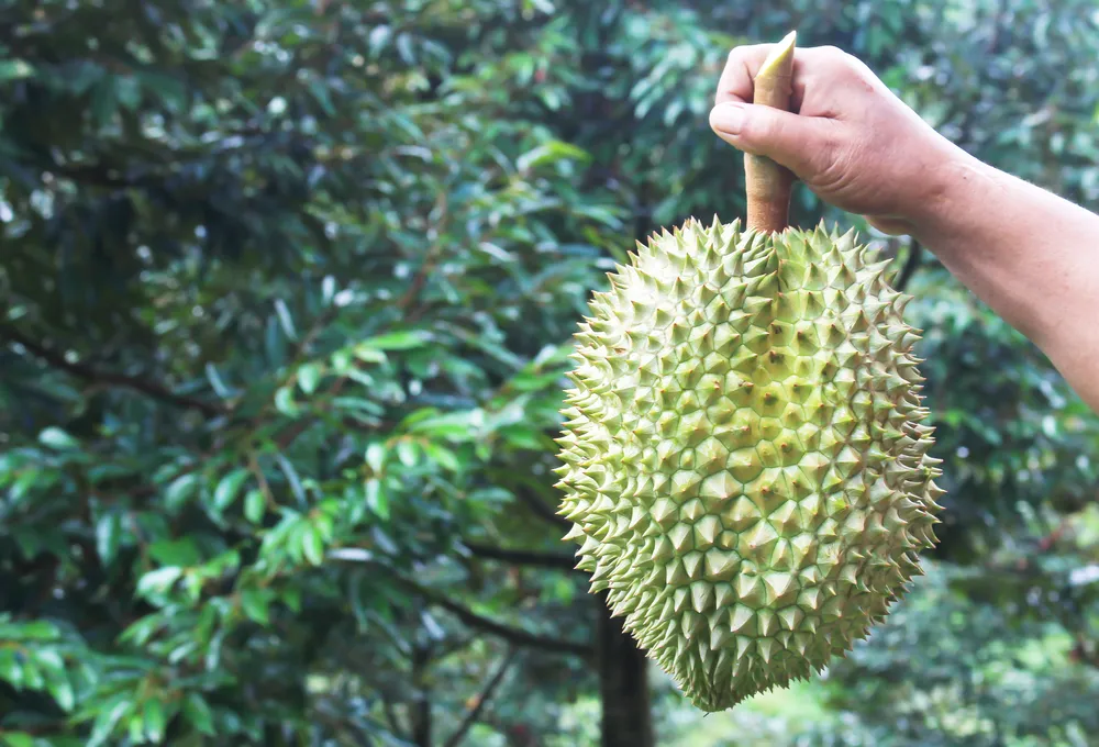 nhận biết sầu riêng nhúng thuốc