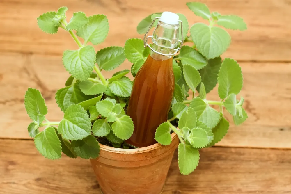 Lá húng chanh ăn sống được không? Tác dụng tuyệt vời của lá húng chanh