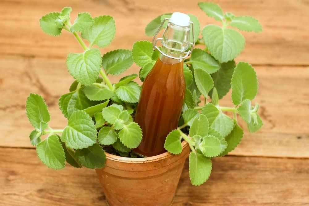 Lá húng chanh ăn sống được không? Tác dụng tuyệt vời của lá húng chanh