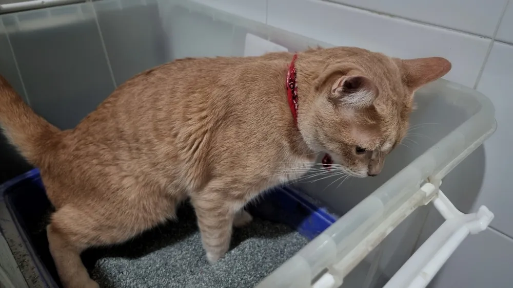 Mèo bị tiêu chảy
