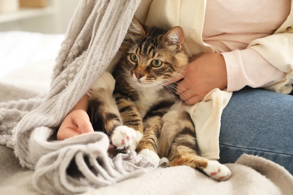 Mèo bỏ ăn phải làm sao để nhanh hồi phục? - Hello Bacsi